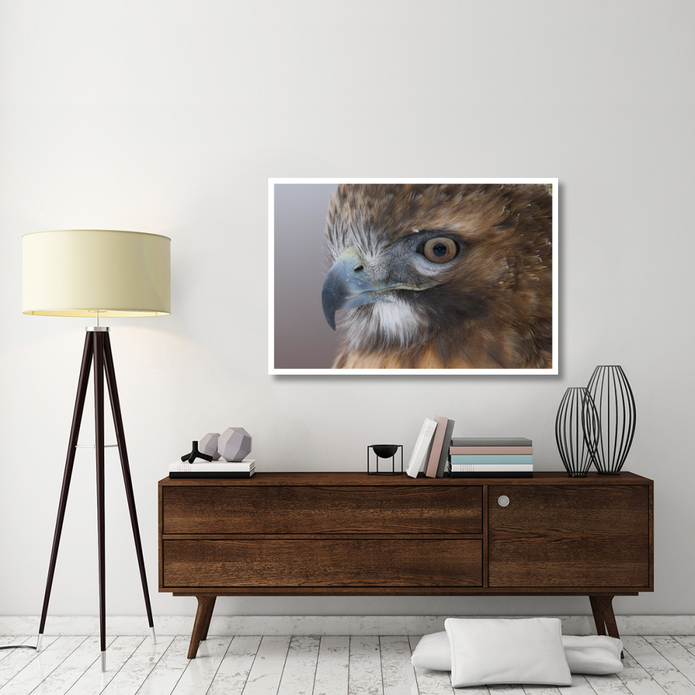 Red-tailed Hawk, Howell Nature Center, Michigan-Paper Art-50&quotx34"