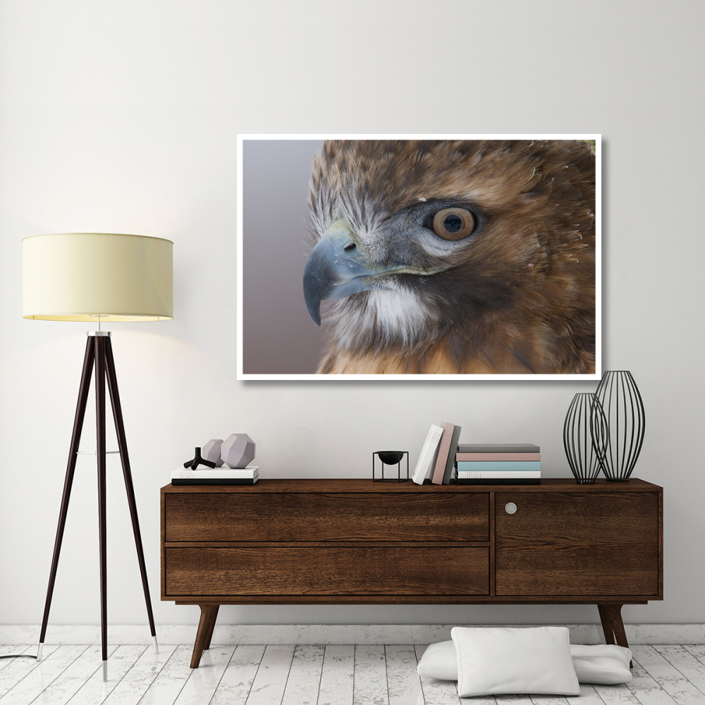 Red-tailed Hawk, Howell Nature Center, Michigan-Paper Art-62&quotx42"