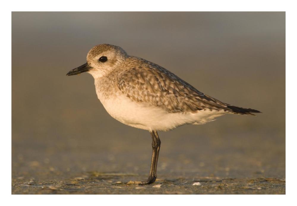 Black-bellied Plover, Fort Desoto Park, Florida-Paper Art-26"x18"
