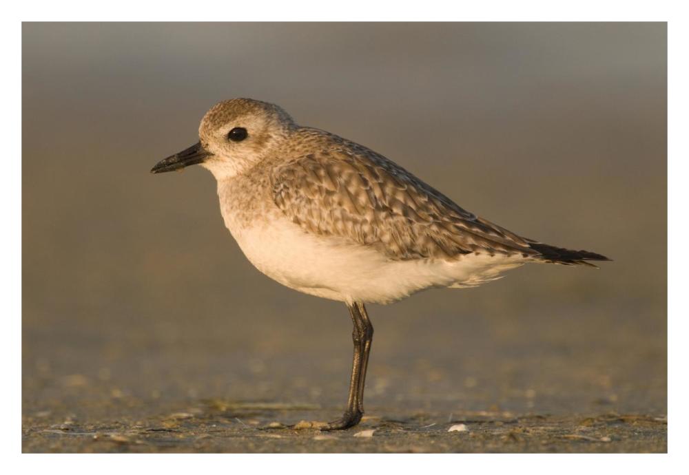 Black-bellied Plover, Fort Desoto Park, Florida-Paper Art-32"x22"