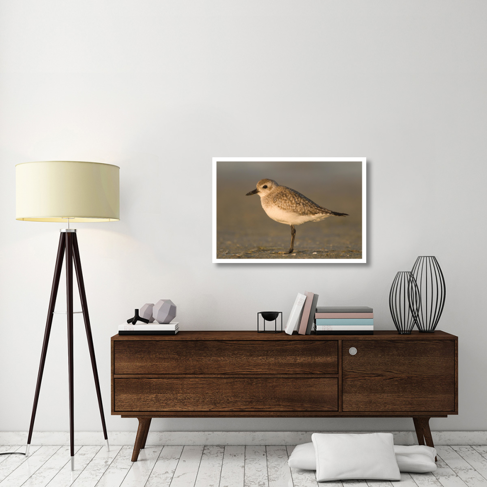 Black-bellied Plover, Fort Desoto Park, Florida-Paper Art-38&quotx26"