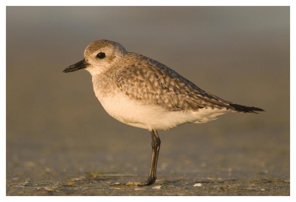 Black-bellied Plover, Fort Desoto Park, Florida-Paper Art-50"x34"