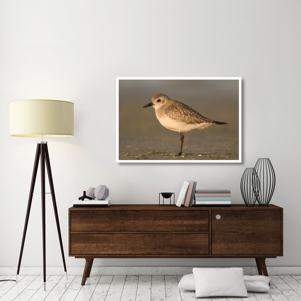 Black-bellied Plover, Fort Desoto Park, Florida-Paper Art-50&quotx34"