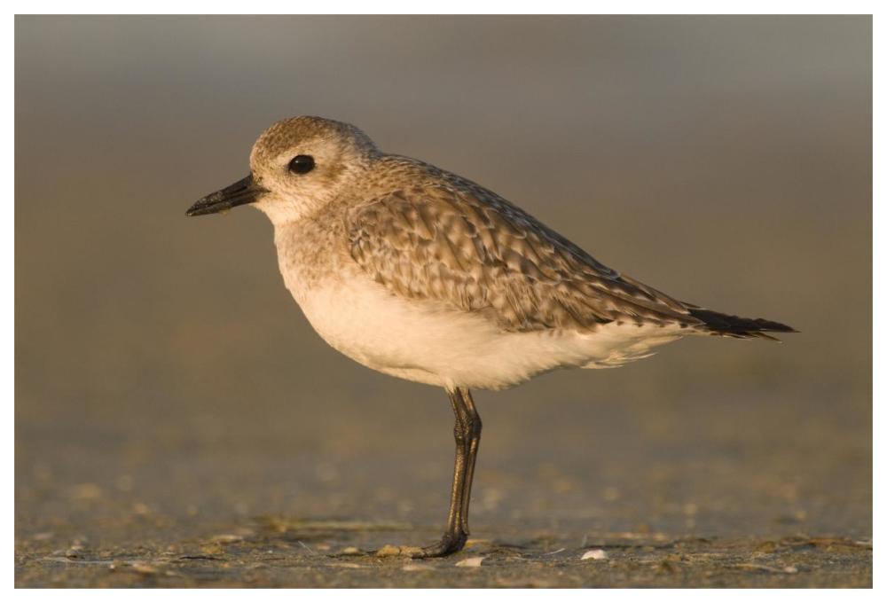 Black-bellied Plover, Fort Desoto Park, Florida-Paper Art-62"x42"
