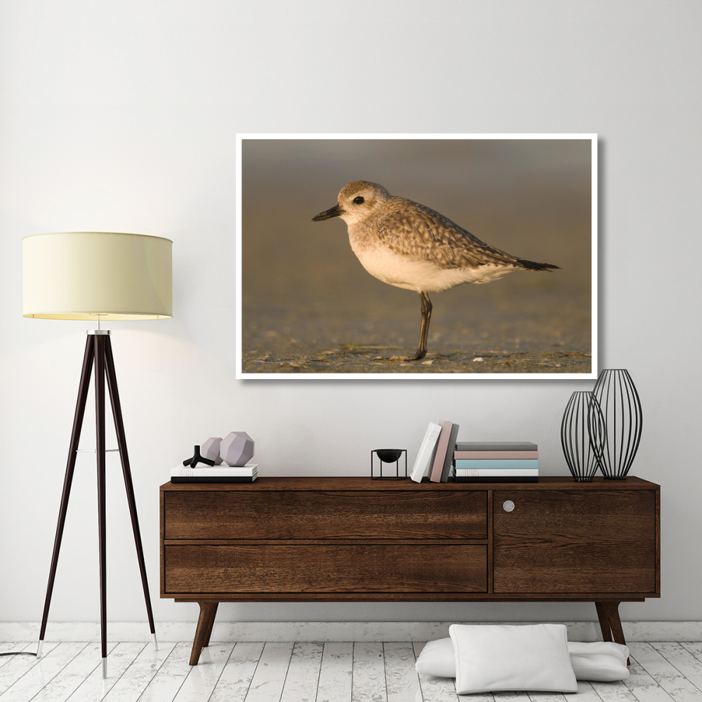 Black-bellied Plover, Fort Desoto Park, Florida-Paper Art-62&quotx42"