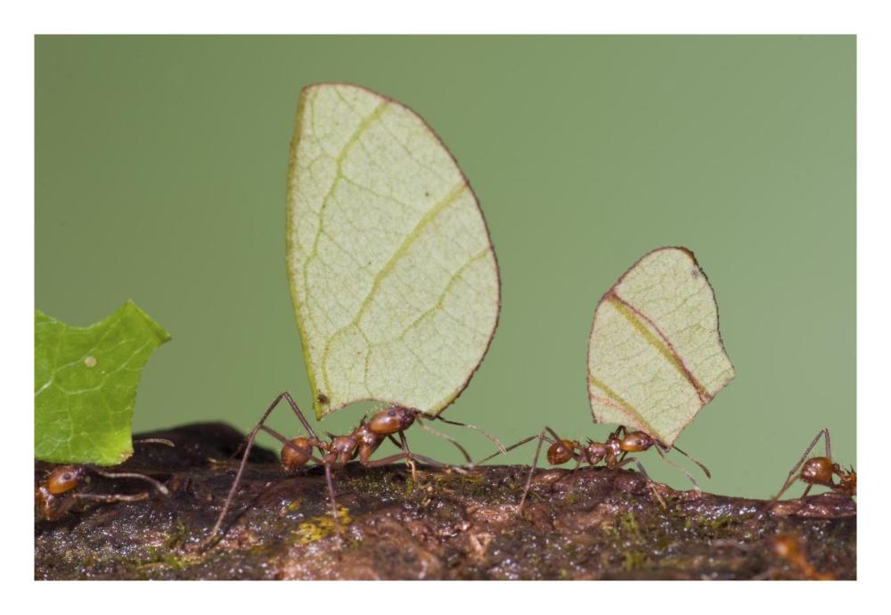 Leafcutter Ant group carrying leaves, Costa Rica-Paper Art-26"x18"
