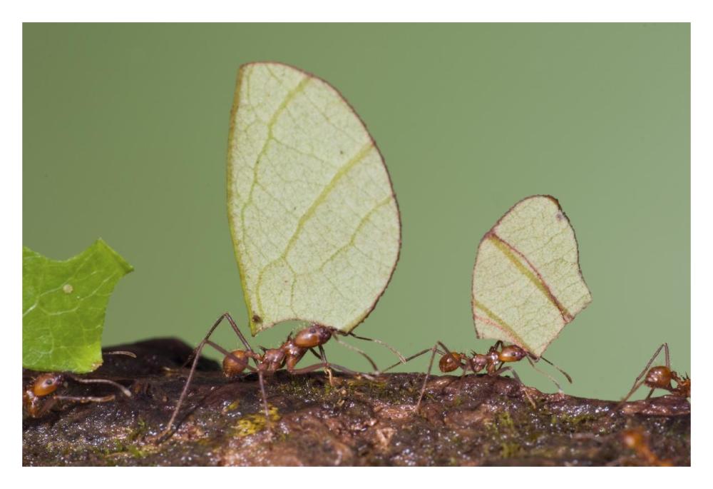 Leafcutter Ant group carrying leaves, Costa Rica-Paper Art-32"x22"