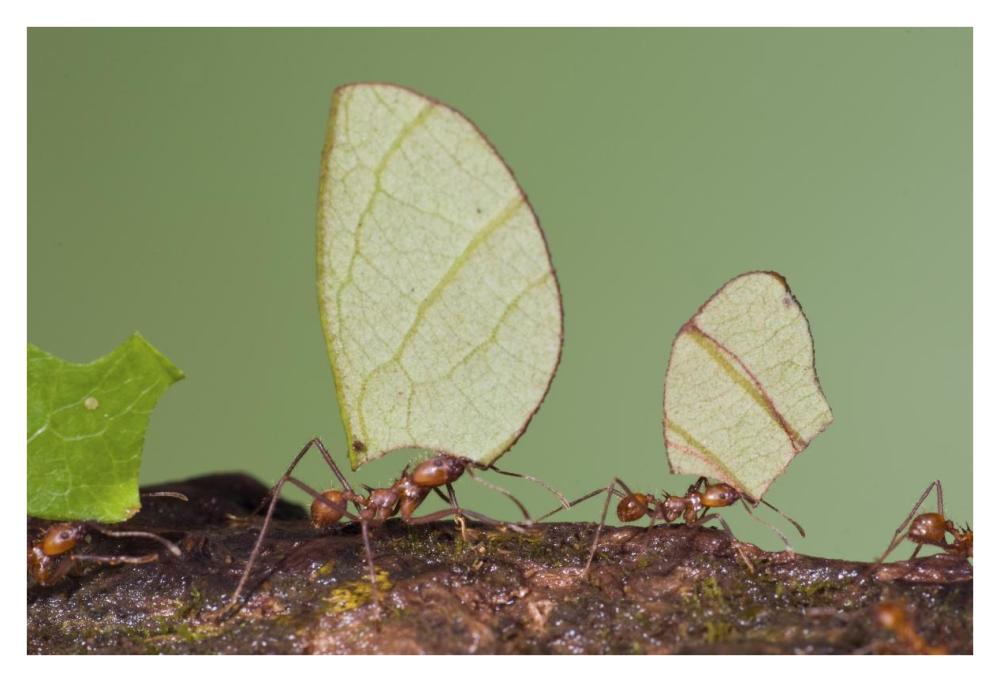 Leafcutter Ant group carrying leaves, Costa Rica-Paper Art-38"x26"