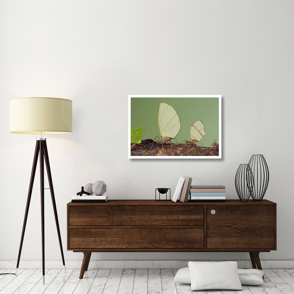 Leafcutter Ant group carrying leaves, Costa Rica-Paper Art-38&quotx26"