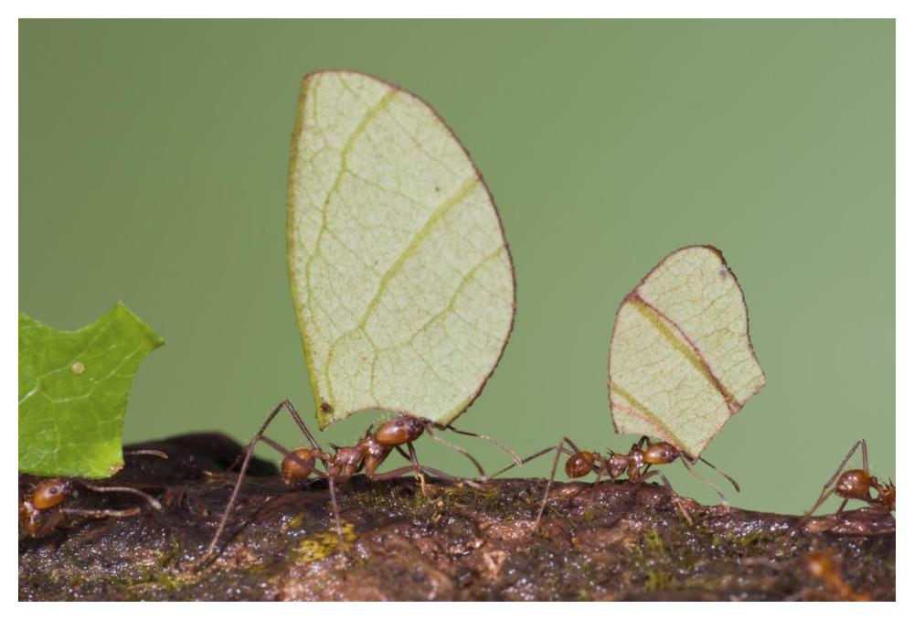 Leafcutter Ant group carrying leaves, Costa Rica-Paper Art-50"x34"