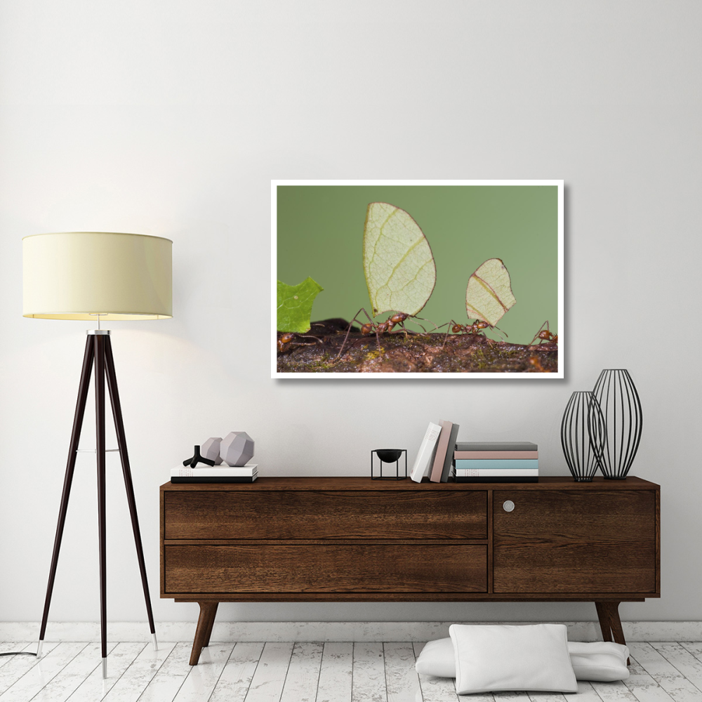 Leafcutter Ant group carrying leaves, Costa Rica-Paper Art-50&quotx34"