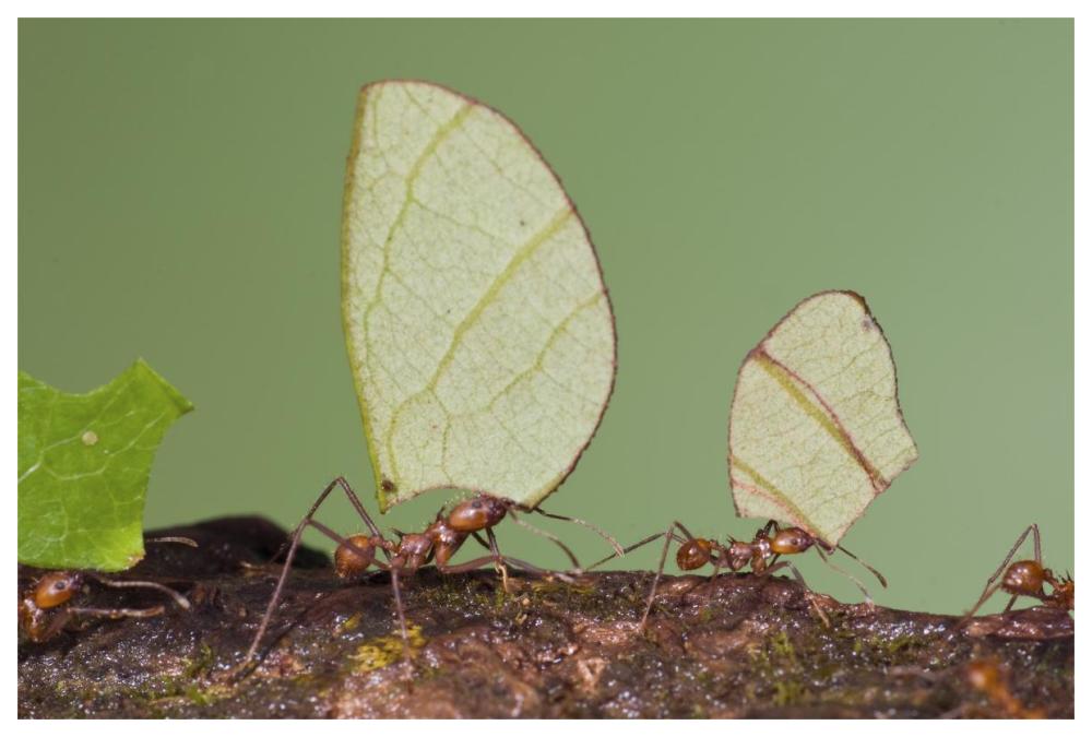 Leafcutter Ant group carrying leaves, Costa Rica-Paper Art-62"x42"