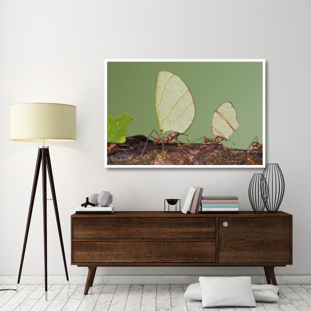 Leafcutter Ant group carrying leaves, Costa Rica-Paper Art-62&quotx42"