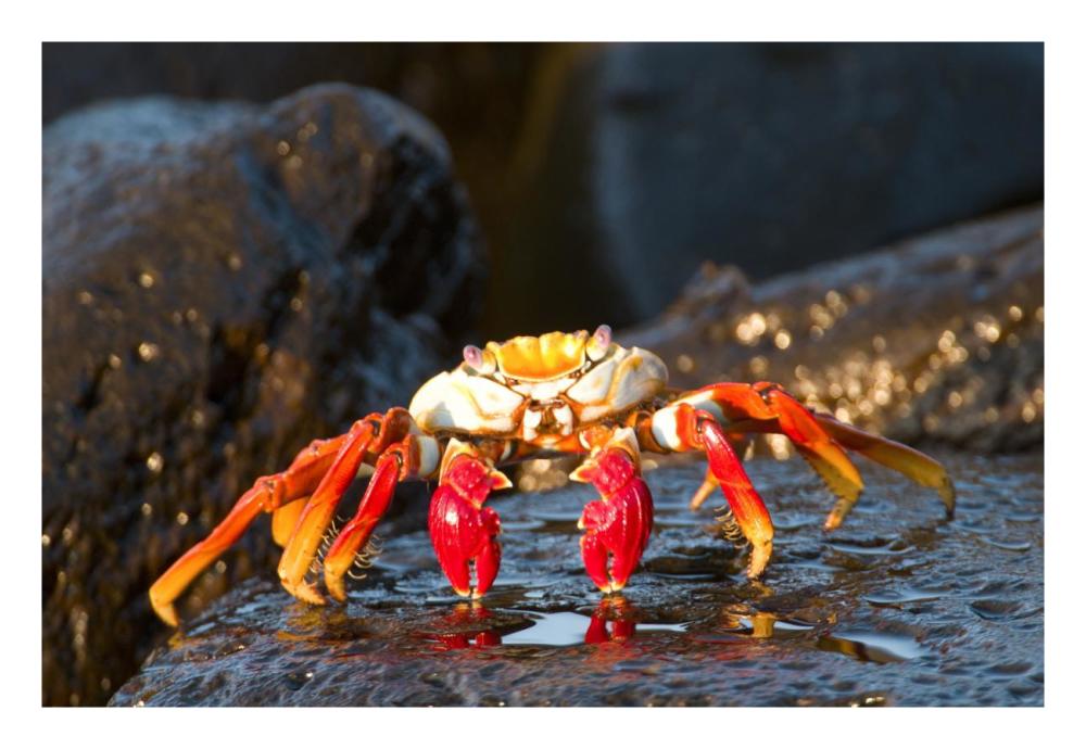 Sally Lightfoot Crab, Galapagos Islands, Ecuador-Paper Art-26"x18"