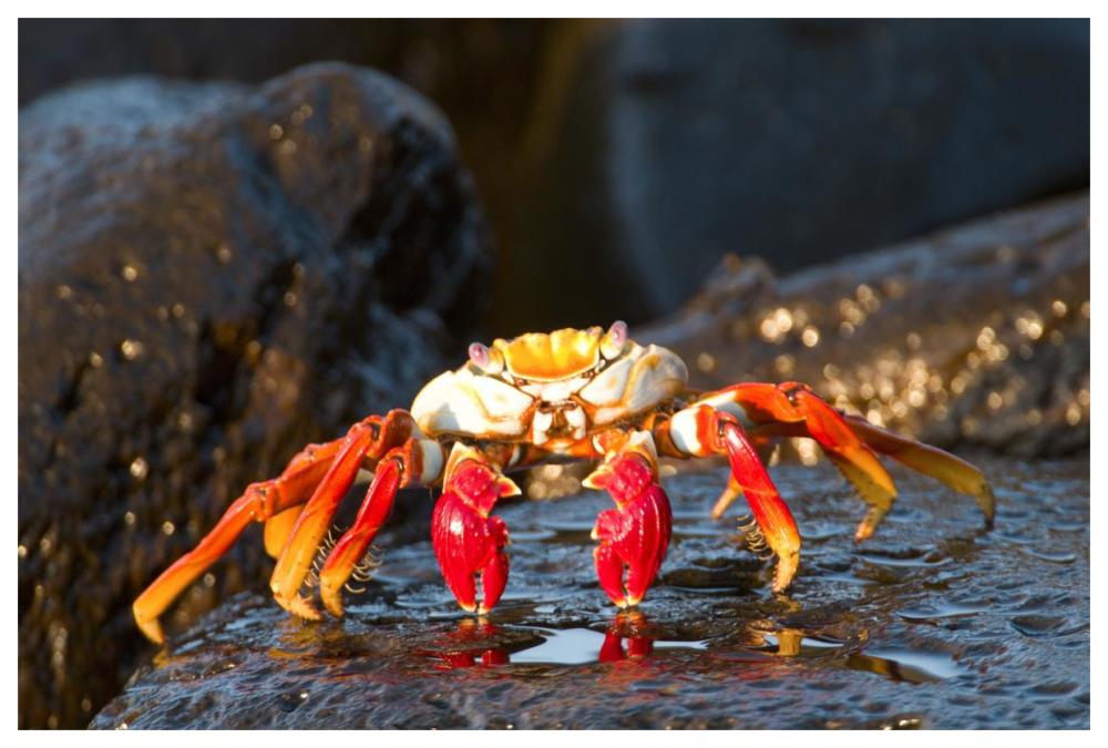 Sally Lightfoot Crab, Galapagos Islands, Ecuador-Paper Art-62"x42"