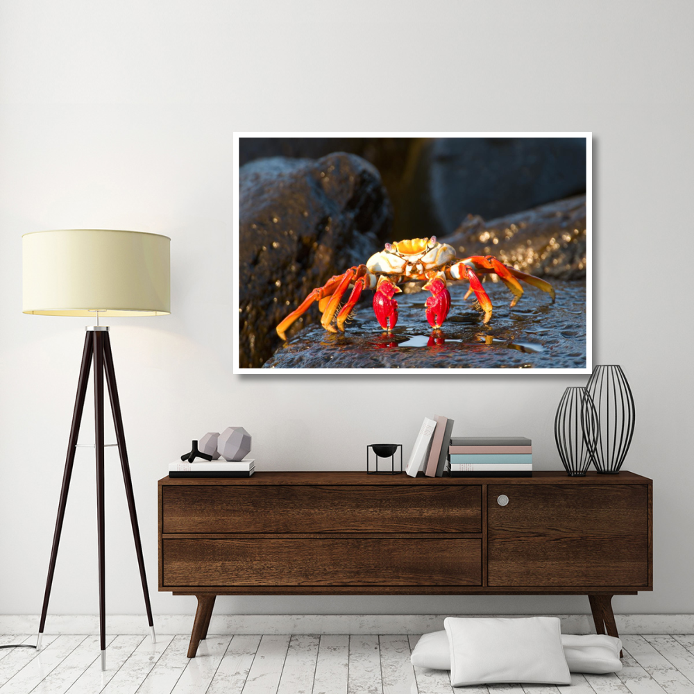 Sally Lightfoot Crab, Galapagos Islands, Ecuador-Paper Art-62&quotx42"