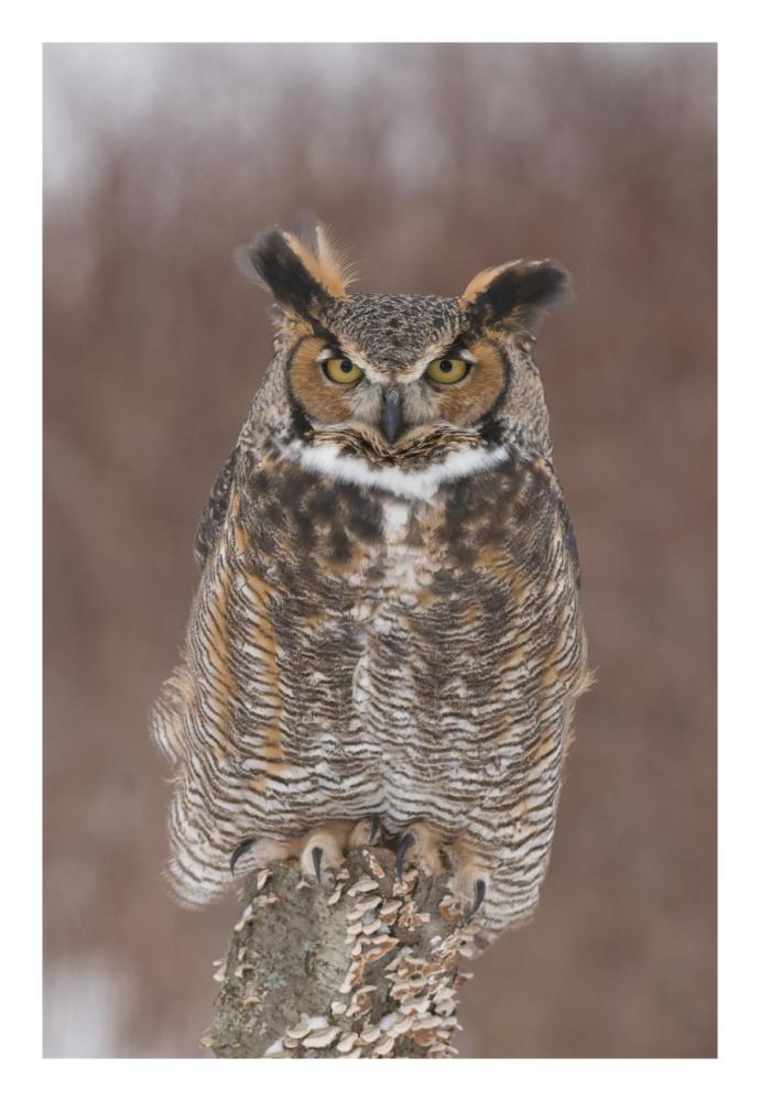 Great Horned Owl, Howell Nature Center, Michigan-Paper Art-18"x26"