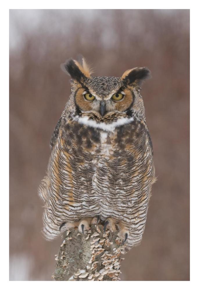 Great Horned Owl, Howell Nature Center, Michigan-Paper Art-22"x32"
