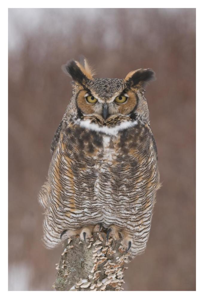 Great Horned Owl, Howell Nature Center, Michigan-Paper Art-26"x38"