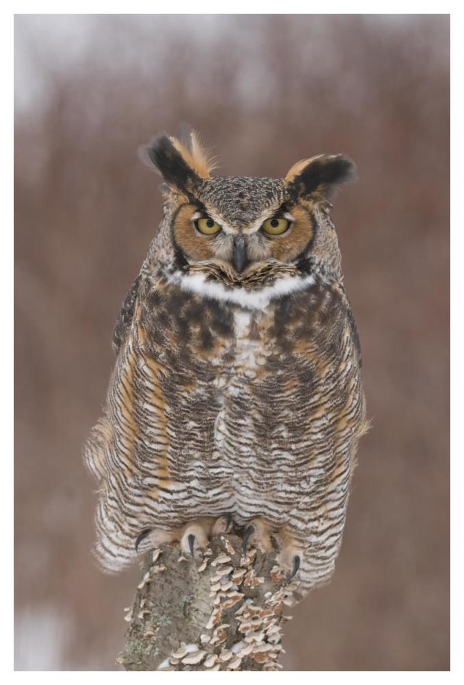 Great Horned Owl, Howell Nature Center, Michigan-Paper Art-34"x50"