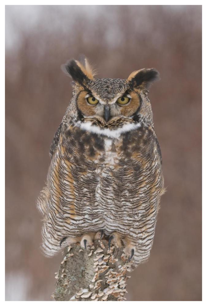 Great Horned Owl, Howell Nature Center, Michigan-Paper Art-42"x62"