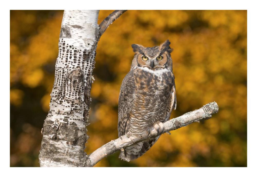 Great Horned Owl, Howell Nature Center, Michigan-Paper Art-26"x18"