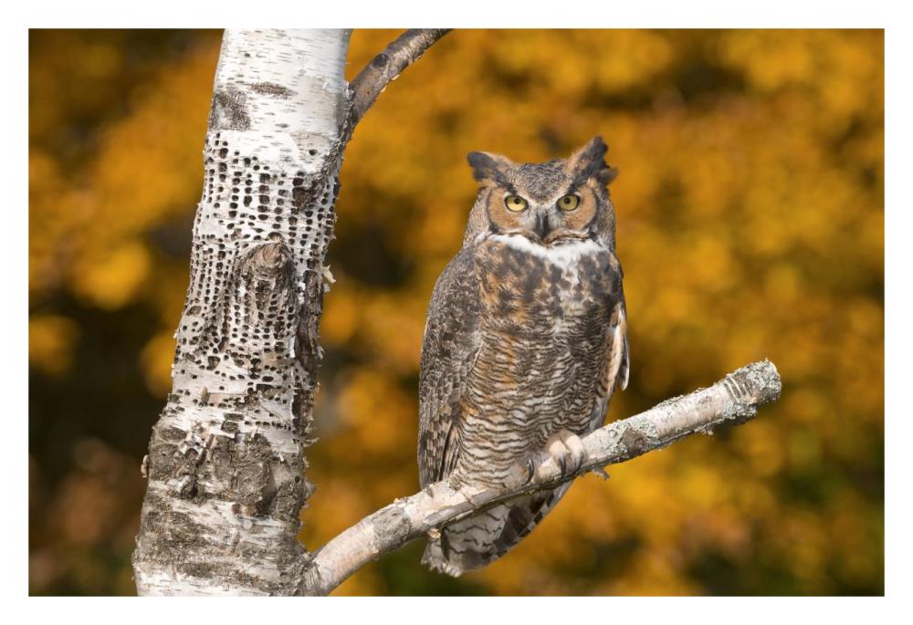 Great Horned Owl, Howell Nature Center, Michigan-Paper Art-32"x22"