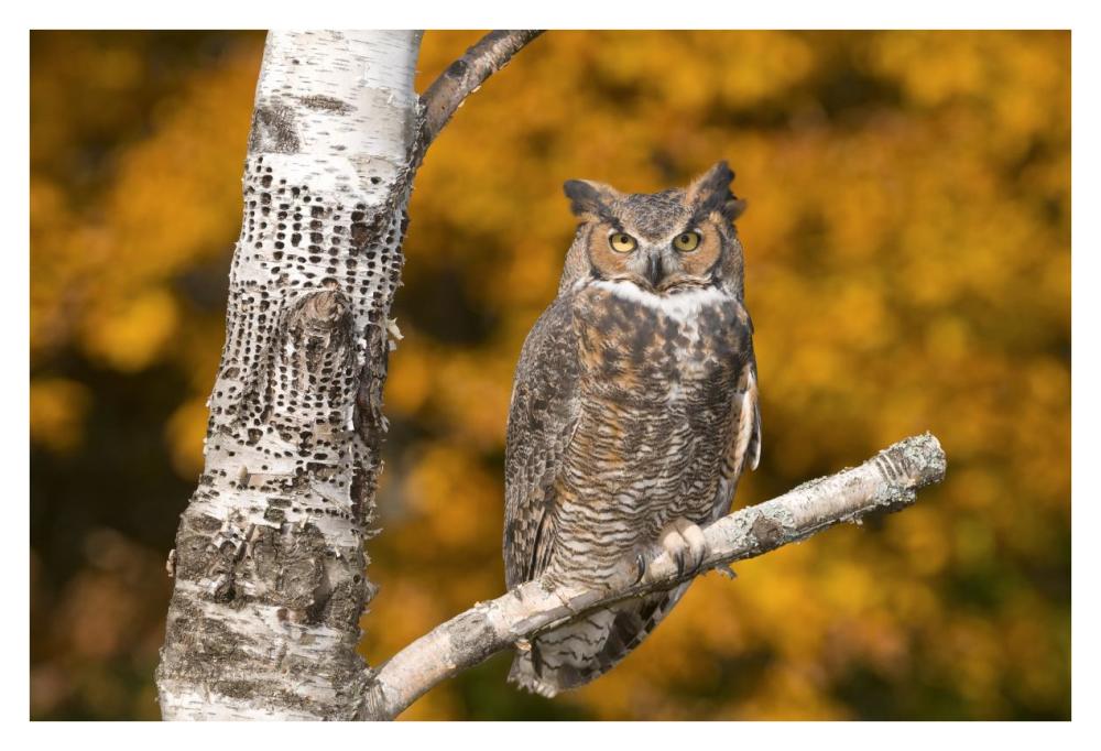 Great Horned Owl, Howell Nature Center, Michigan-Paper Art-38"x26"