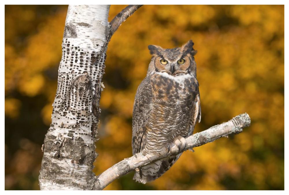 Great Horned Owl, Howell Nature Center, Michigan-Paper Art-62"x42"