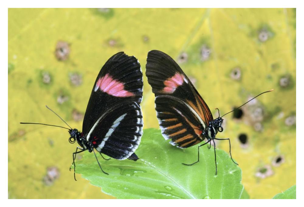 Crimson-patched Longwing butterfly pair, Ecuador-Paper Art-20"x14"