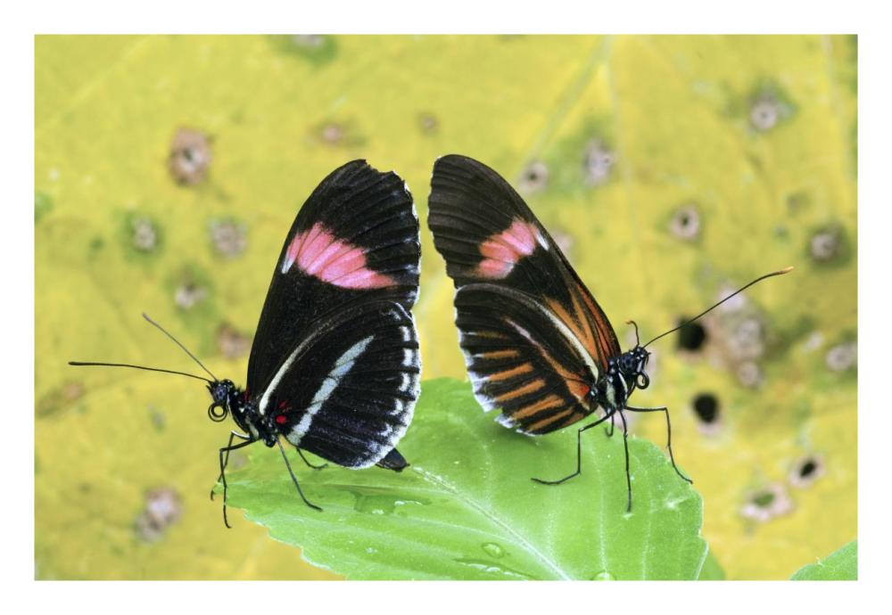 Crimson-patched Longwing butterfly pair, Ecuador-Paper Art-26"x18"