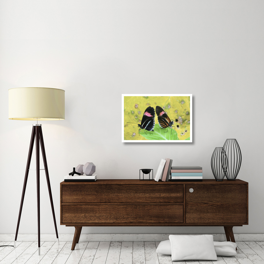 Crimson-patched Longwing butterfly pair, Ecuador-Paper Art-32&quotx22"