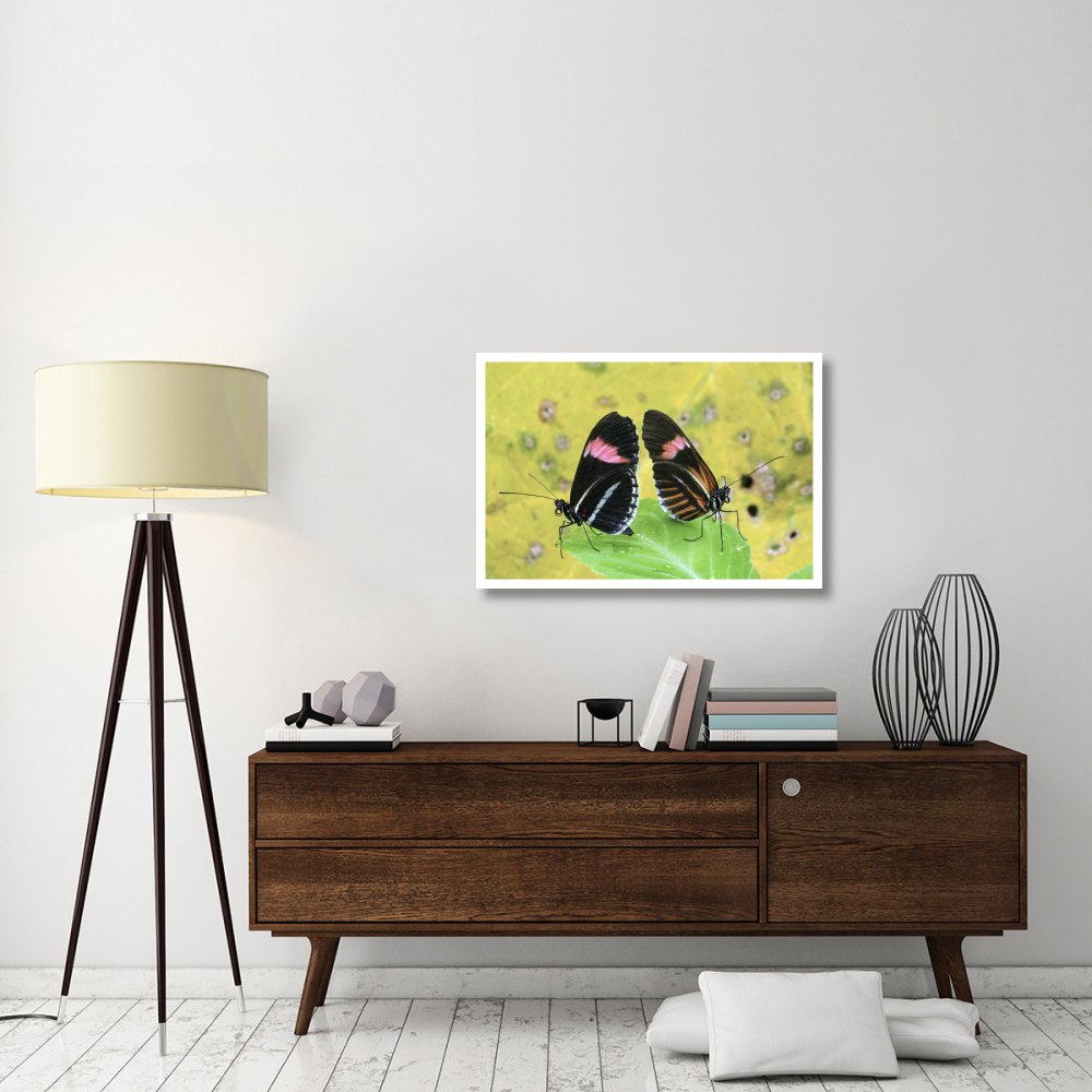 Crimson-patched Longwing butterfly pair, Ecuador-Paper Art-38&quotx26"