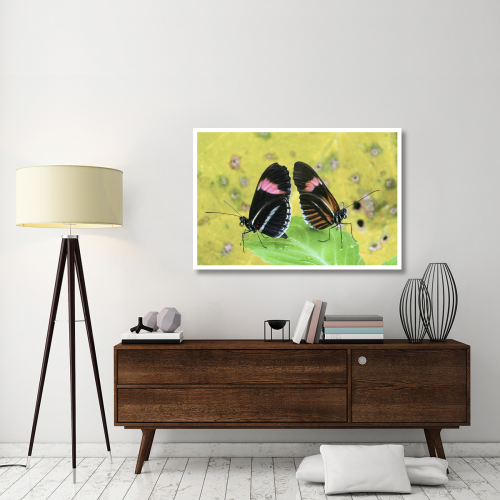 Crimson-patched Longwing butterfly pair, Ecuador-Paper Art-50&quotx34"
