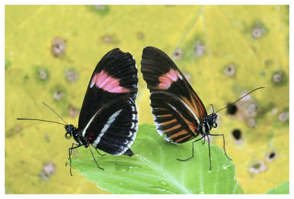 Crimson-patched Longwing butterfly pair, Ecuador-Paper Art-62"x42"
