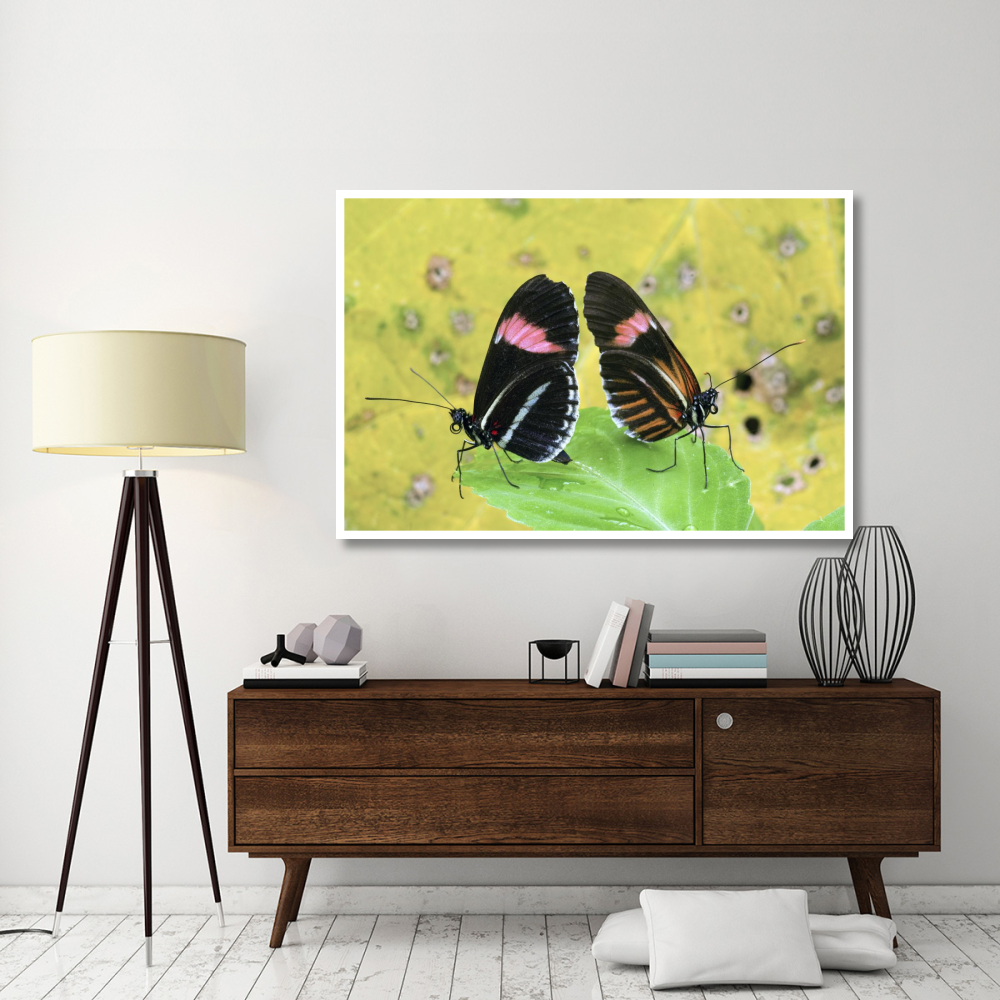 Crimson-patched Longwing butterfly pair, Ecuador-Paper Art-62&quotx42"