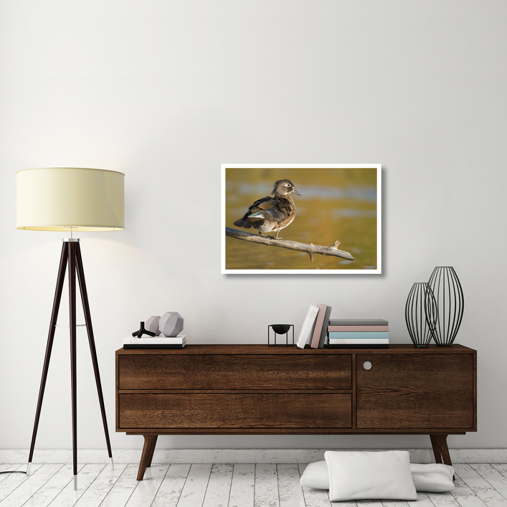 Wood Duck female, North Chagrin Reservation, Ohio-Paper Art-38&quotx26"