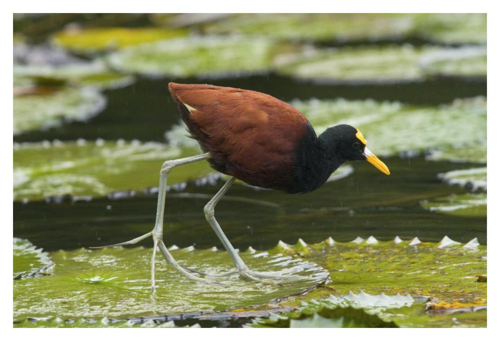 Northern Jacana foraging on lily pads, Costa Rica-Paper Art-20"x14"