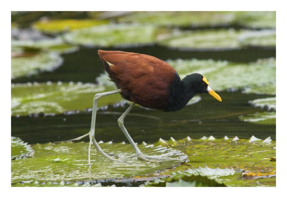 Northern Jacana foraging on lily pads, Costa Rica-Paper Art-26"x18"