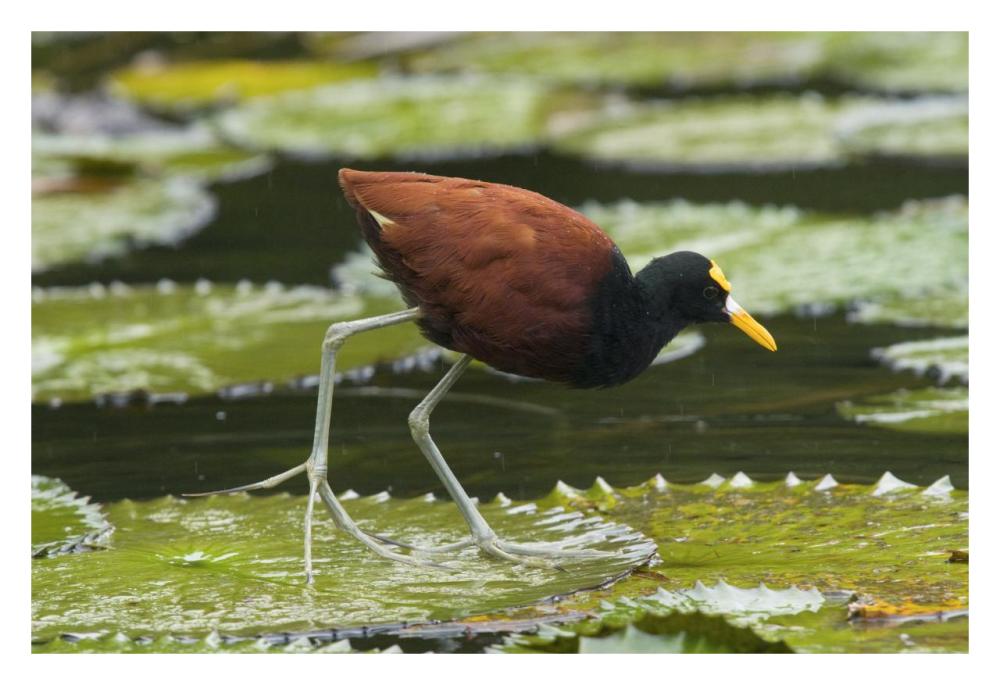 Northern Jacana foraging on lily pads, Costa Rica-Paper Art-32"x22"