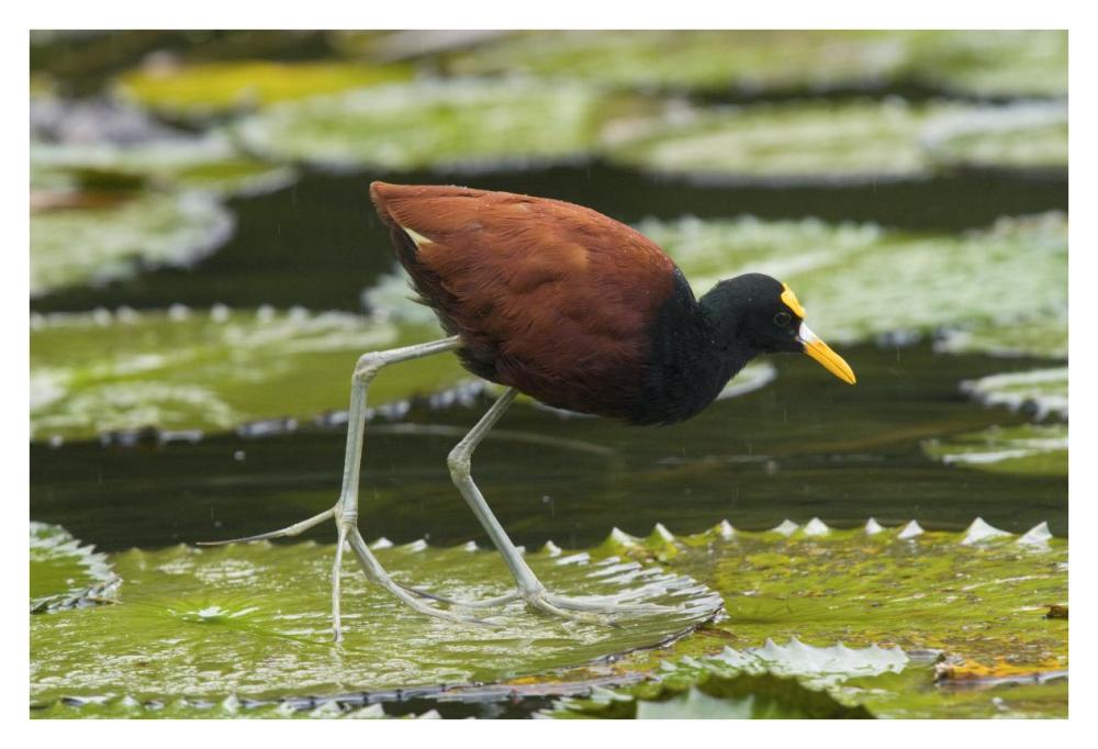 Northern Jacana foraging on lily pads, Costa Rica-Paper Art-38"x26"