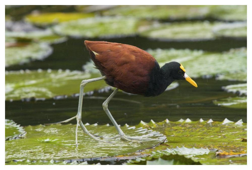 Northern Jacana foraging on lily pads, Costa Rica-Paper Art-50"x34"
