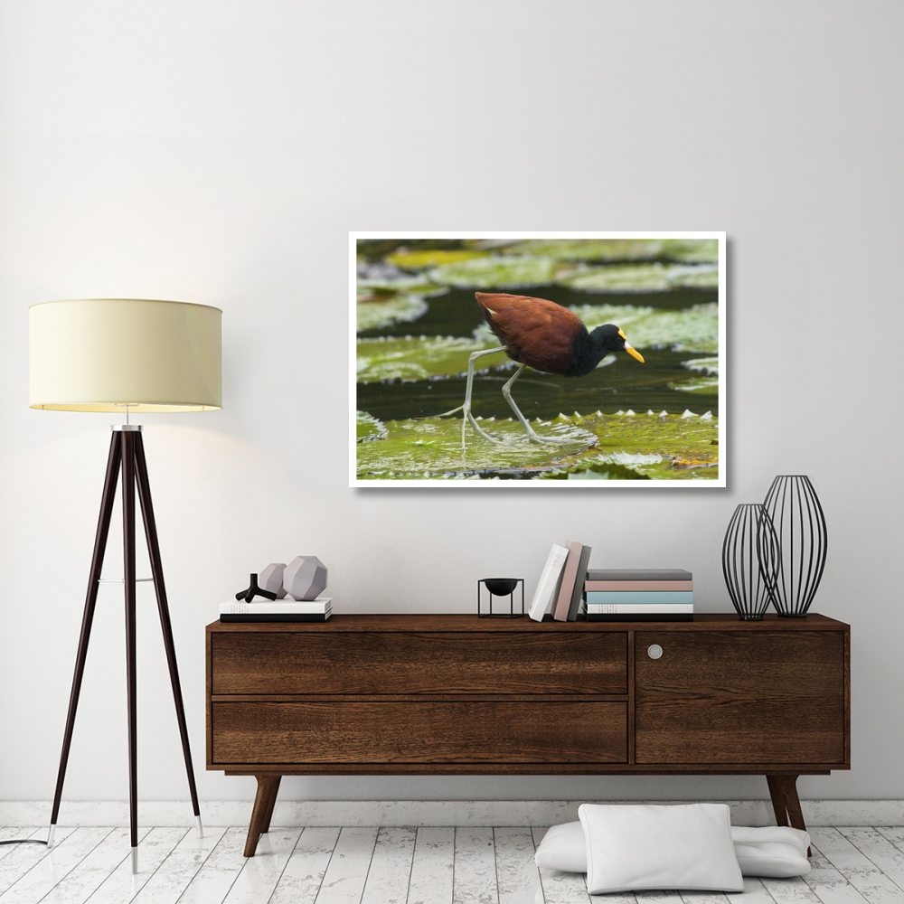Northern Jacana foraging on lily pads, Costa Rica-Paper Art-50&quotx34"