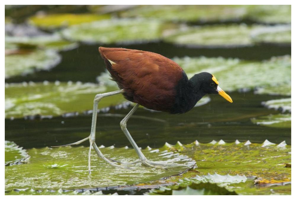 Northern Jacana foraging on lily pads, Costa Rica-Paper Art-62"x42"