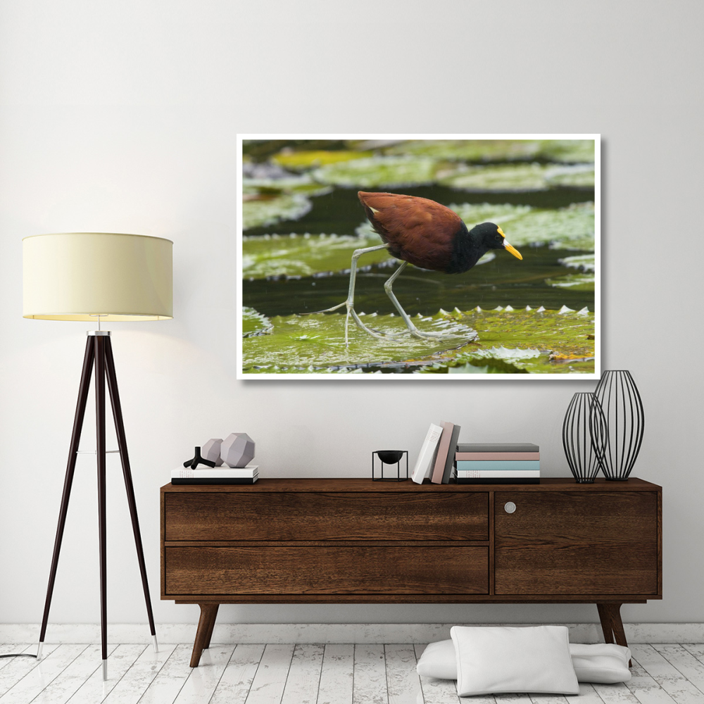 Northern Jacana foraging on lily pads, Costa Rica-Paper Art-62&quotx42"