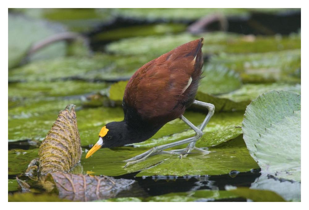 Northern Jacana foraging on lily pads, Costa Rica-Paper Art-20"x14"