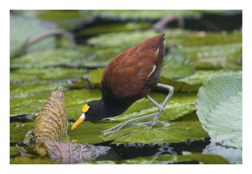 Northern Jacana foraging on lily pads, Costa Rica-Paper Art-26"x18"