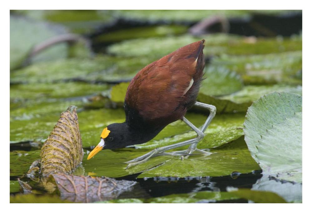 Northern Jacana foraging on lily pads, Costa Rica-Paper Art-32"x22"