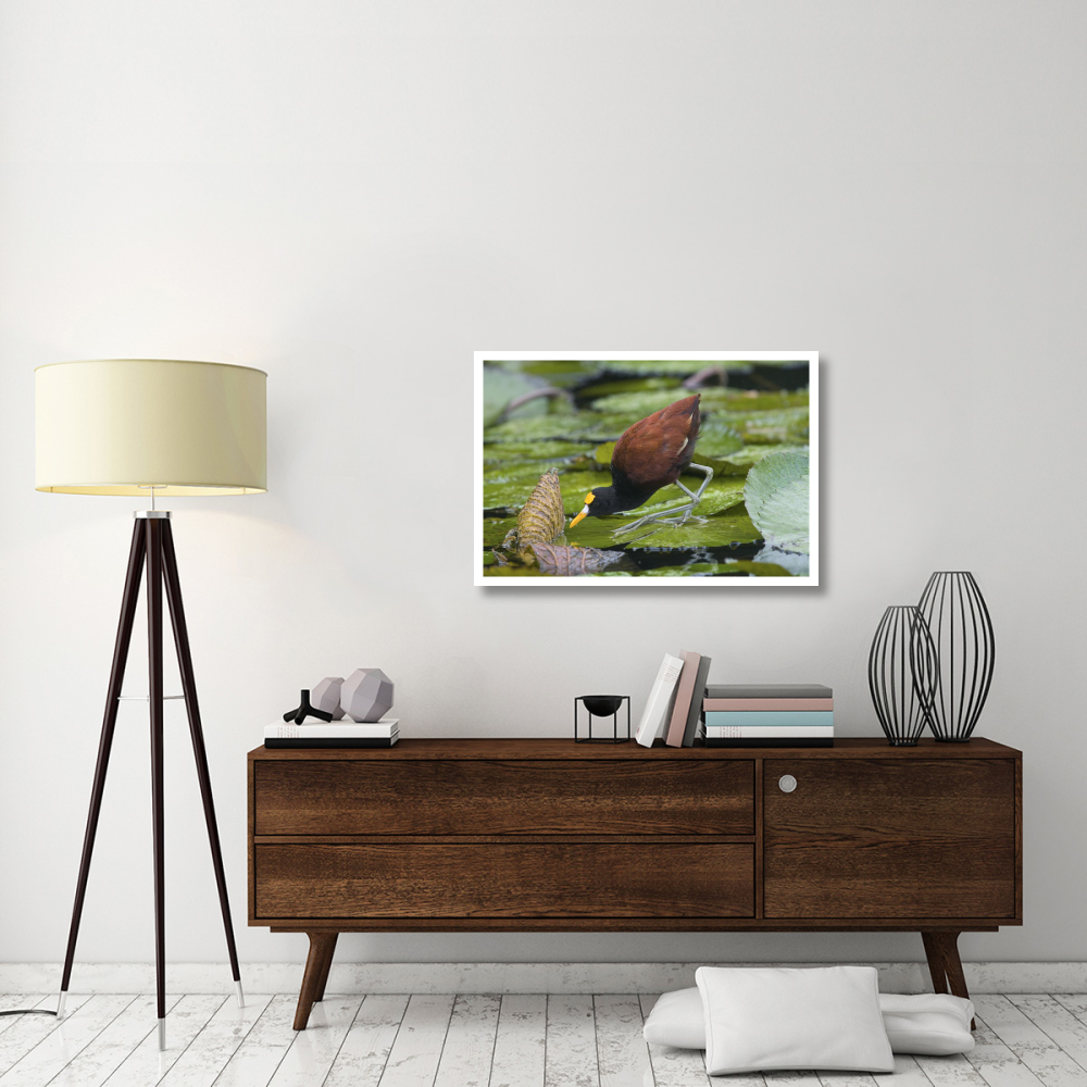 Northern Jacana foraging on lily pads, Costa Rica-Paper Art-38&quotx26"