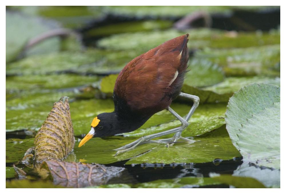 Northern Jacana foraging on lily pads, Costa Rica-Paper Art-50"x34"